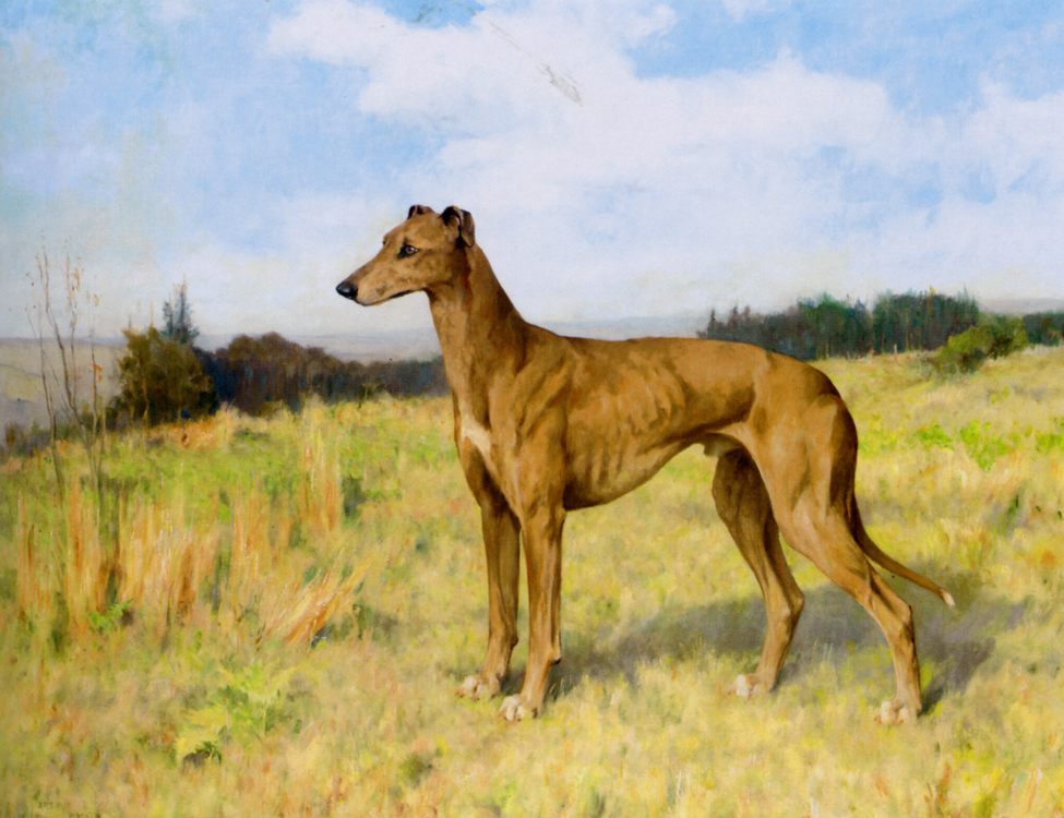 Champion Greyhound Dee Rock :: Arthur Wardle - Hunting scenes ôîòî