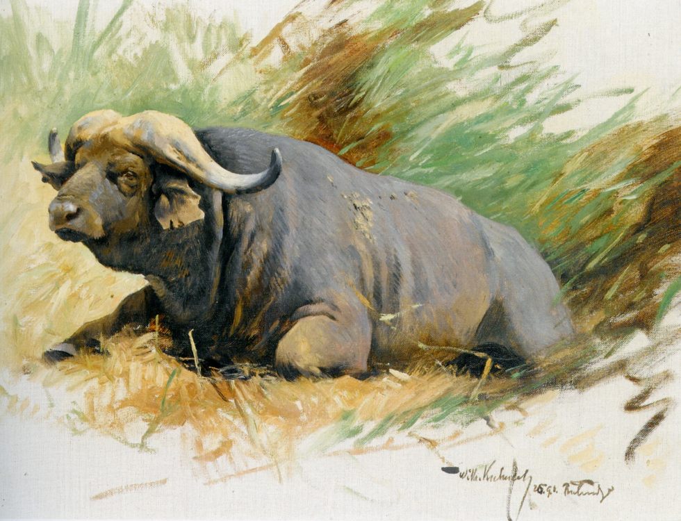 Scetch of an ox :: Wilhelm Kuhnert - Animals ôîòî