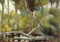 Forest landscapes - In the Jungle, Florida :: Winslow Homer