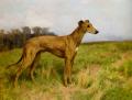 Hunting scenes - Champion Greyhound Dee Flint  :: Arthur Wardle