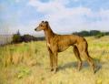 Hunting scenes - Champion Greyhound Dee Rock :: Arthur Wardle
